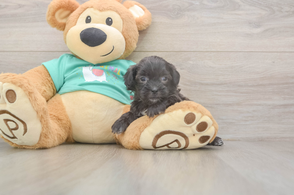 5 week old Shih Poo Puppy For Sale - Lone Star Pups