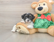 6 week old Shih Poo Puppy For Sale - Lone Star Pups