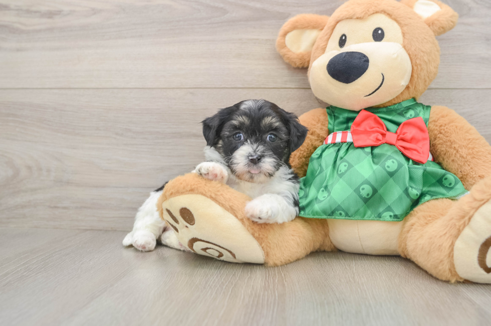 5 week old Shih Poo Puppy For Sale - Lone Star Pups