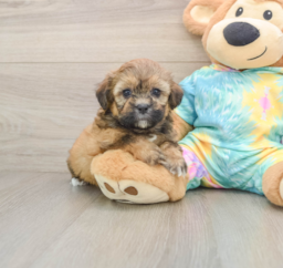 6 week old Shih Poo Puppy For Sale - Lone Star Pups