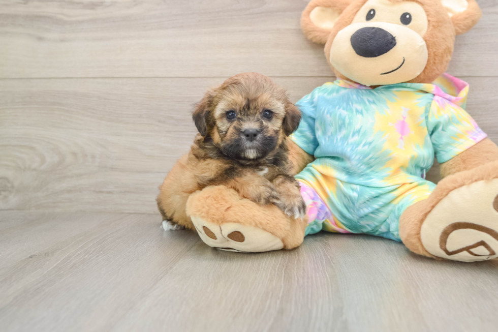 Petite Shih Poo Poodle Mix Pup