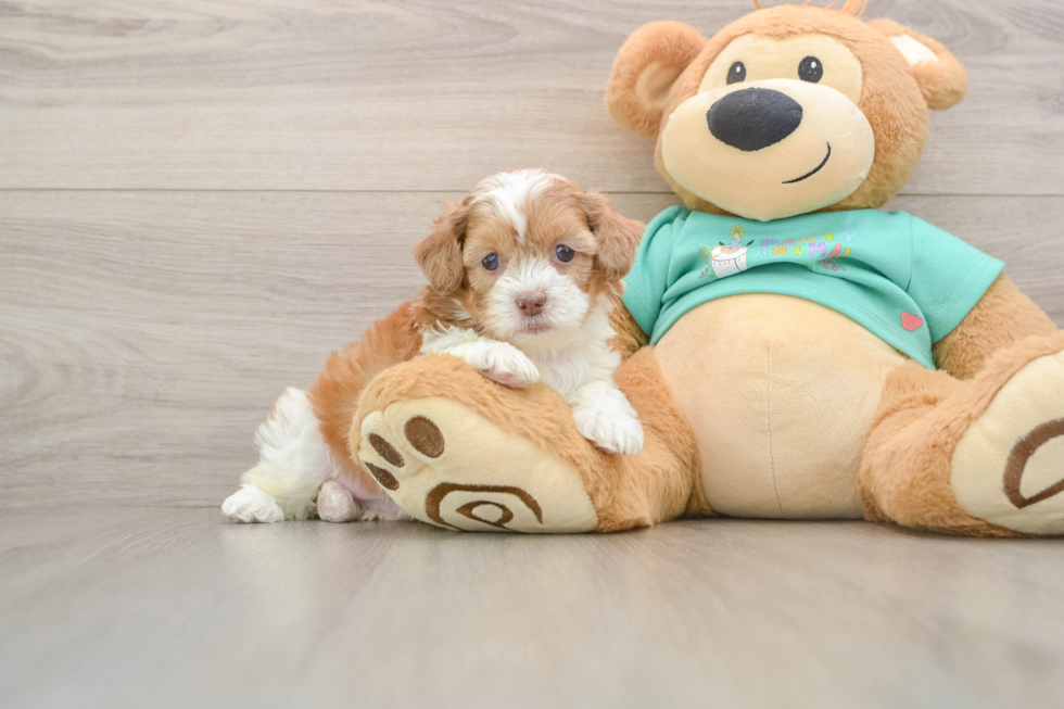 Little Shih Poo Poodle Mix Puppy