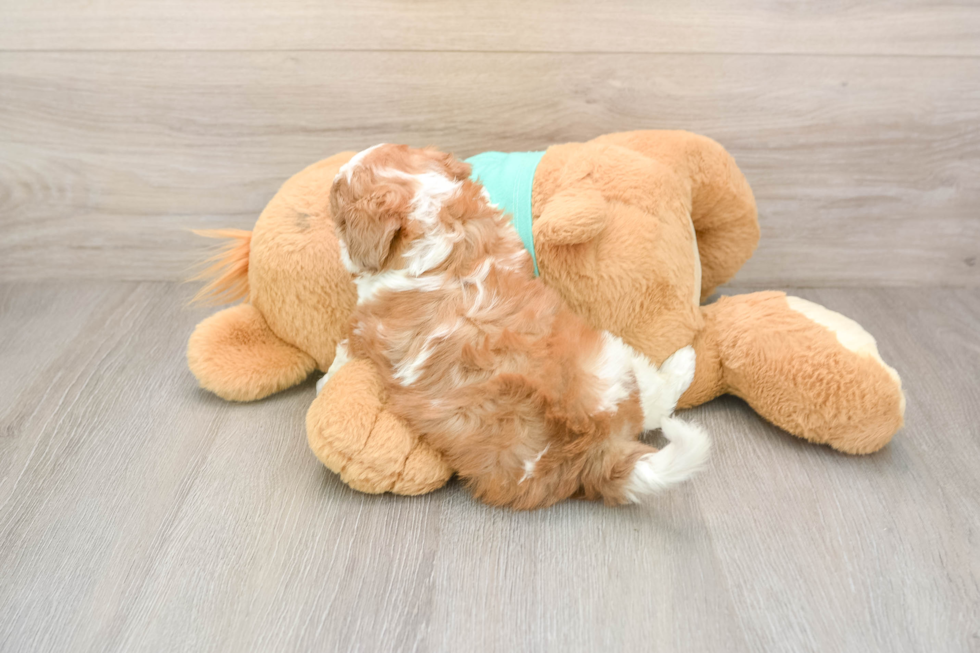 Happy Shih Poo Baby