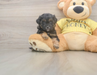 7 week old Shih Poo Puppy For Sale - Lone Star Pups