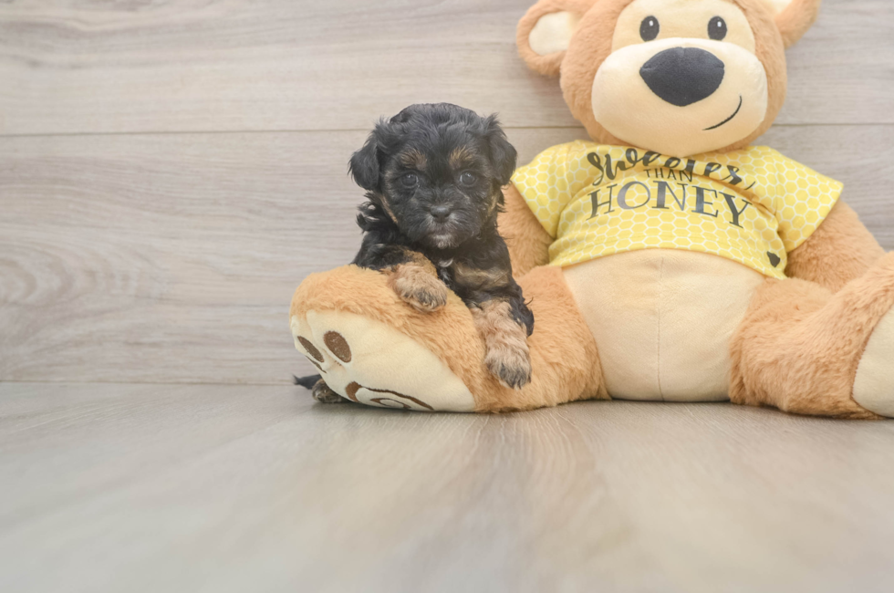 5 week old Shih Poo Puppy For Sale - Lone Star Pups