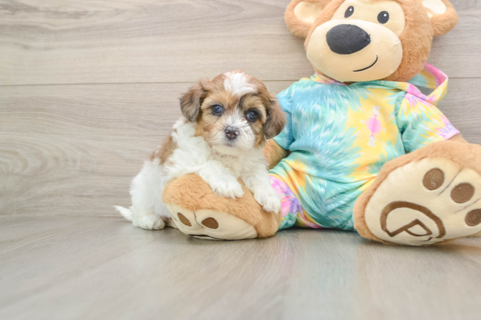 Best Shih Poo Baby