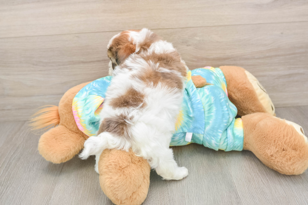 Best Shih Poo Baby
