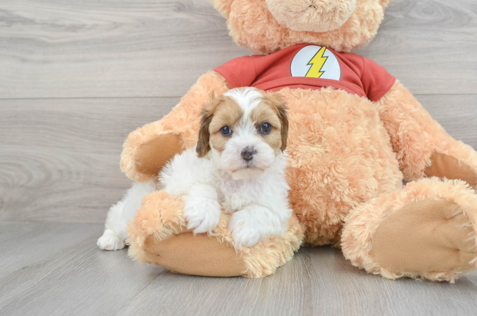 7 week old Shih Poo Puppy For Sale - Lone Star Pups