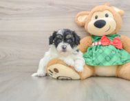 6 week old Shih Poo Puppy For Sale - Lone Star Pups