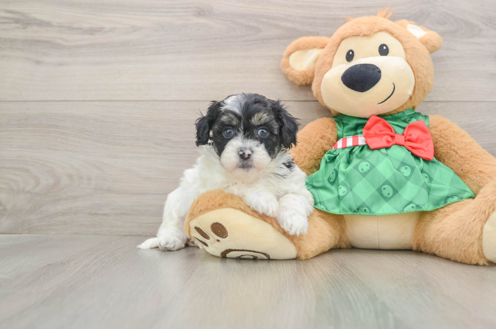 5 week old Shih Poo Puppy For Sale - Lone Star Pups
