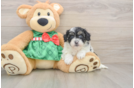 Shih Poo Pup Being Cute