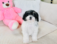 9 week old Shih Poo Puppy For Sale - Lone Star Pups