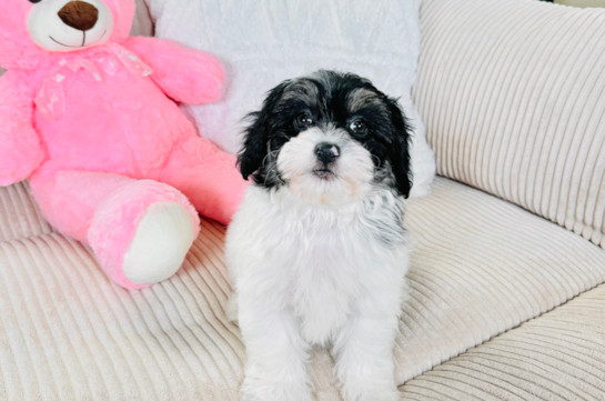 Best Shih Poo Baby