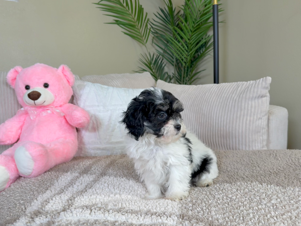 Shih Poo Pup Being Cute