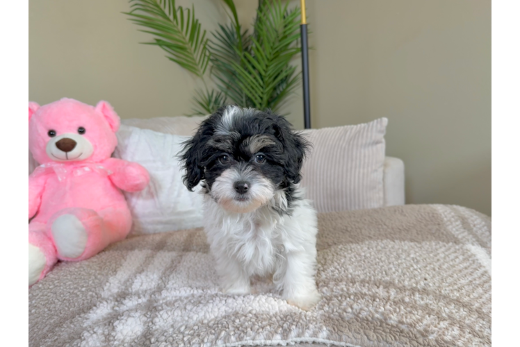 Shih Poo Pup Being Cute