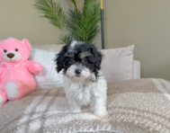 10 week old Shih Poo Puppy For Sale - Lone Star Pups