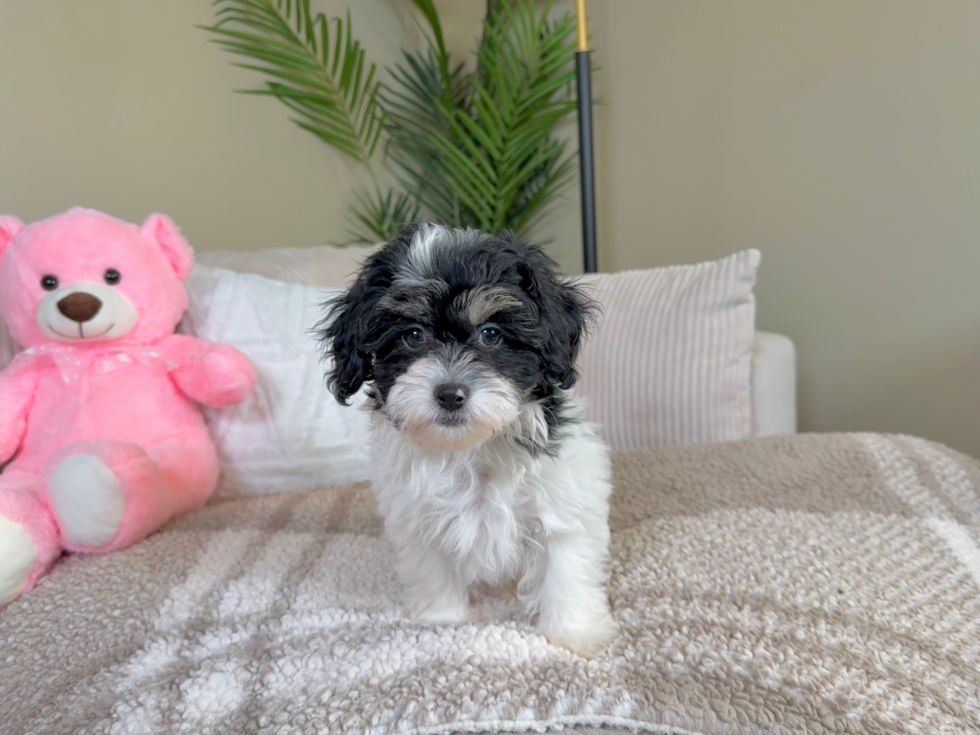 Shih Poo Pup Being Cute