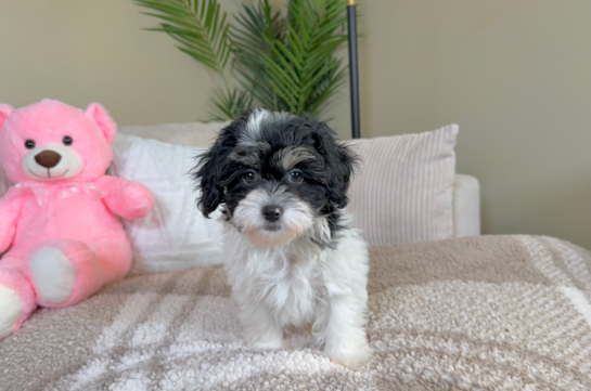 Best Shih Poo Baby