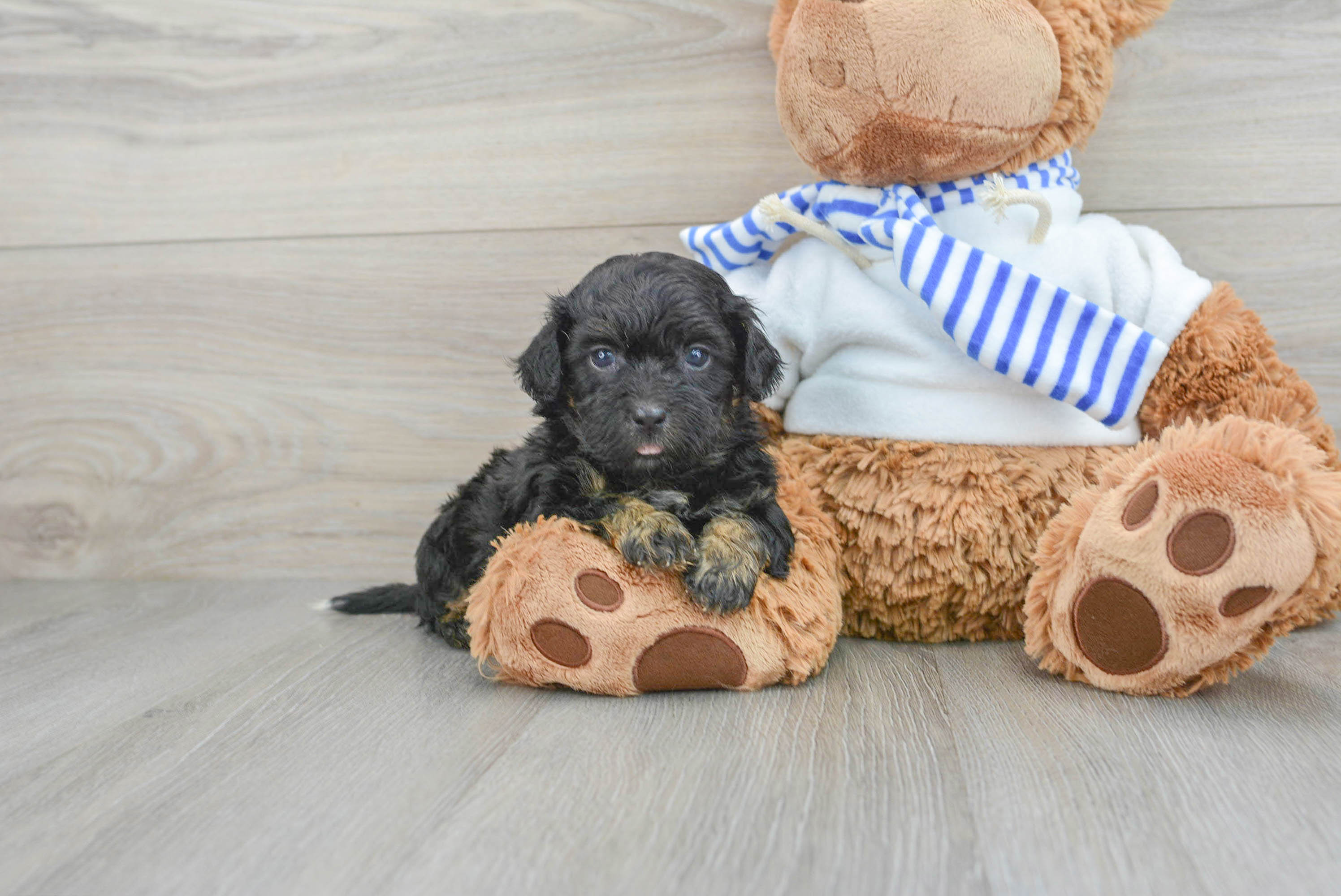 Adorable Shih Poo Poodle Mix Puppy