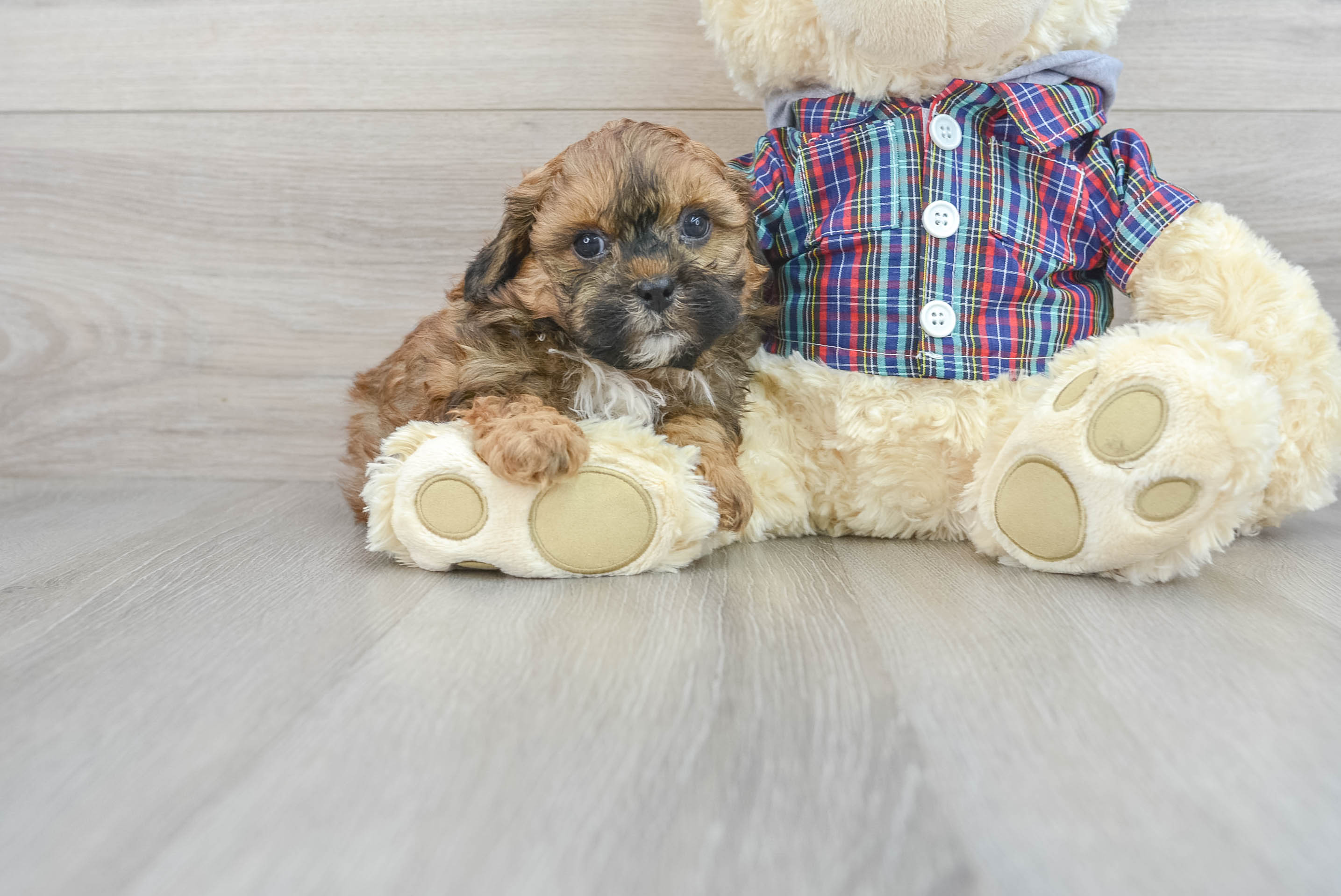 Shih Poo Puppy for Adoption