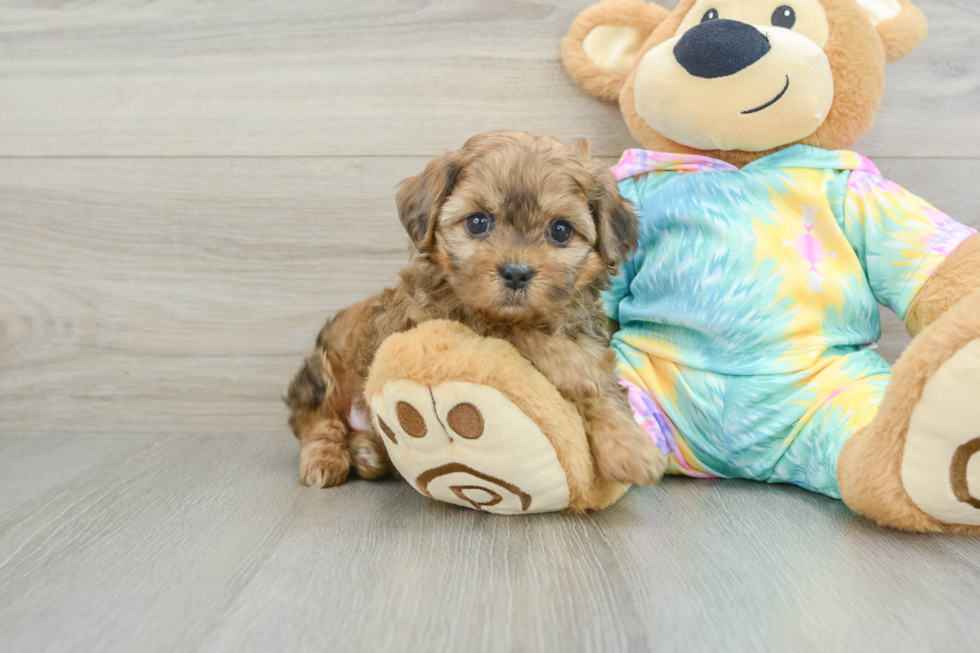 Best Shih Poo Baby