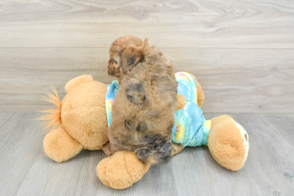 Little Shih Poo Poodle Mix Puppy