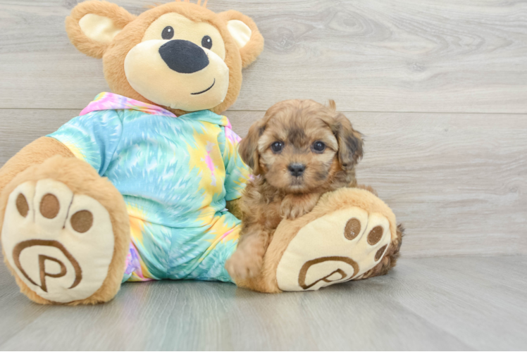 Playful Shihpoo Poodle Mix Puppy