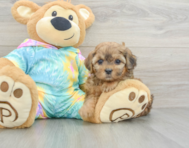 6 week old Shih Poo Puppy For Sale - Lone Star Pups