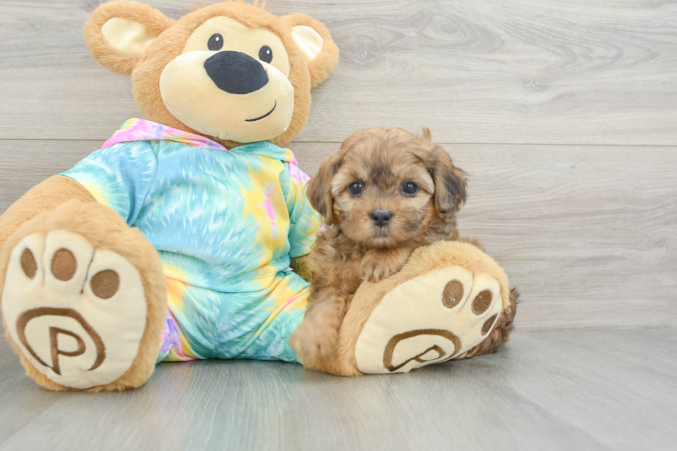 Playful Shihpoo Poodle Mix Puppy