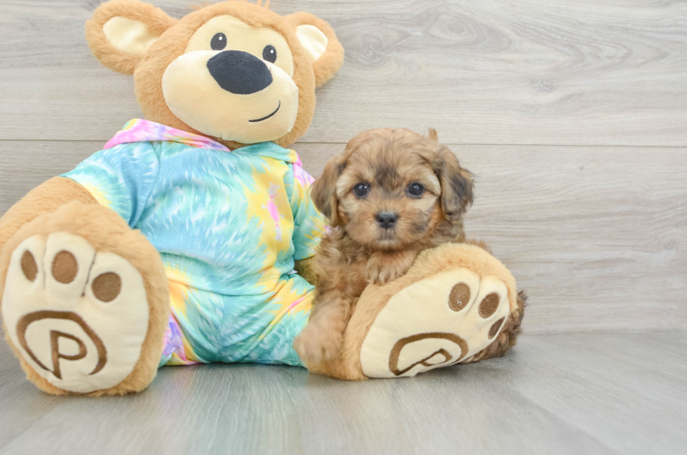 6 week old Shih Poo Puppy For Sale - Lone Star Pups