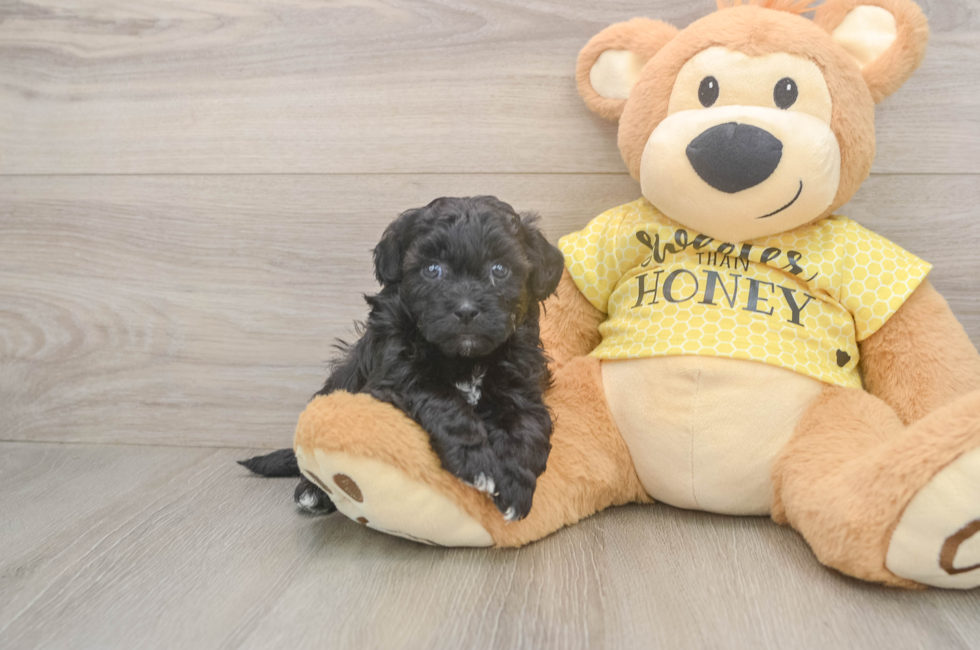 5 week old Shih Poo Puppy For Sale - Lone Star Pups