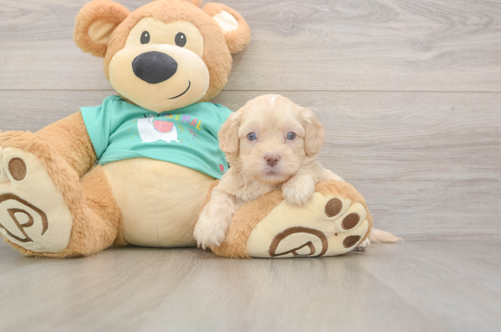 5 week old Shih Poo Puppy For Sale - Lone Star Pups