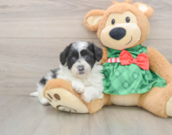 5 week old Shih Poo Puppy For Sale - Lone Star Pups