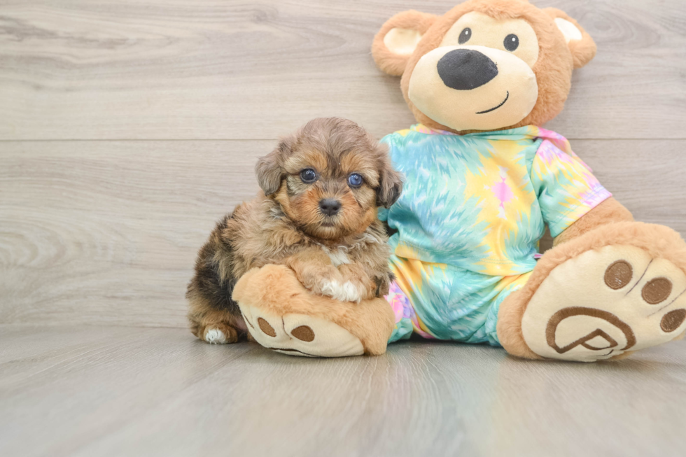 Friendly Shih Poo Baby