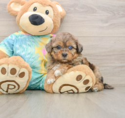5 week old Shih Poo Puppy For Sale - Lone Star Pups