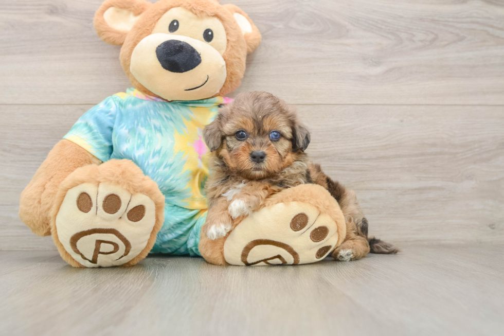 Shih Poo Puppy for Adoption