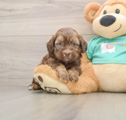 7 week old Shih Poo Puppy For Sale - Lone Star Pups