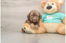 Best Shih Poo Baby