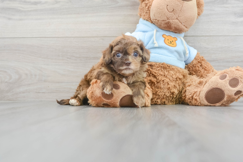 Smart Shih Poo Poodle Mix Pup