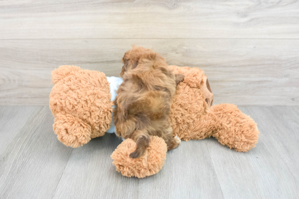 Best Shih Poo Baby