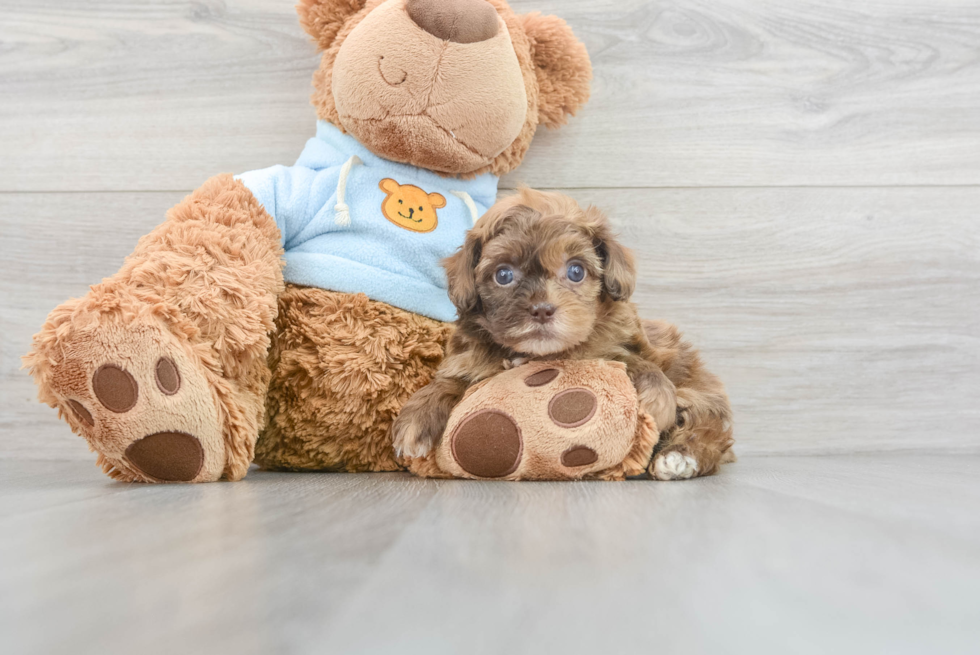 Shih Poo Pup Being Cute