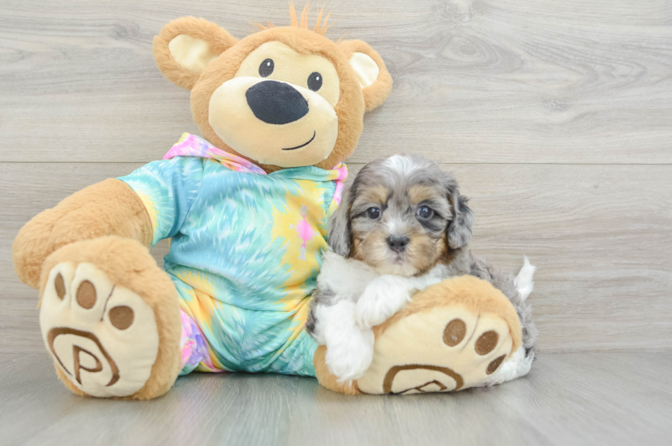 6 week old Shih Poo Puppy For Sale - Lone Star Pups