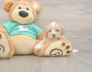 7 week old Shih Poo Puppy For Sale - Lone Star Pups