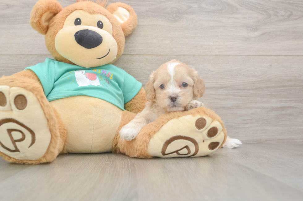 5 week old Shih Poo Puppy For Sale - Lone Star Pups