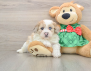 5 week old Shih Poo Puppy For Sale - Lone Star Pups