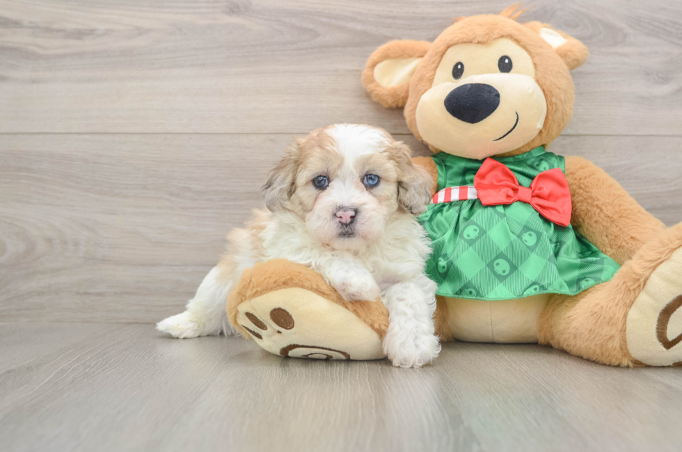 5 week old Shih Poo Puppy For Sale - Lone Star Pups