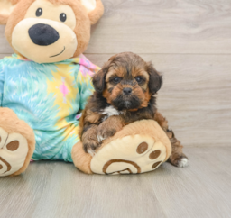 5 week old Shih Poo Puppy For Sale - Lone Star Pups