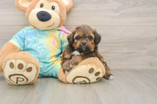 Adorable Shihpoo Poodle Mix Puppy