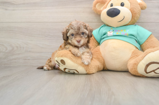 Shih Poo Pup Being Cute