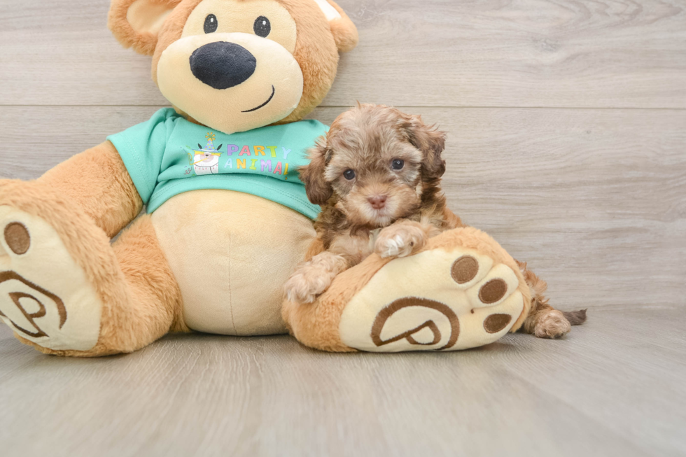 Sweet Shih Poo Baby